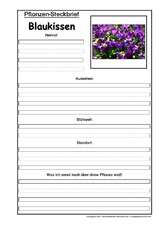 Pflanzensteckbrief-Blaukissen.pdf